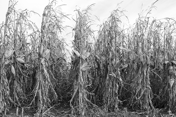 dried corn in the field